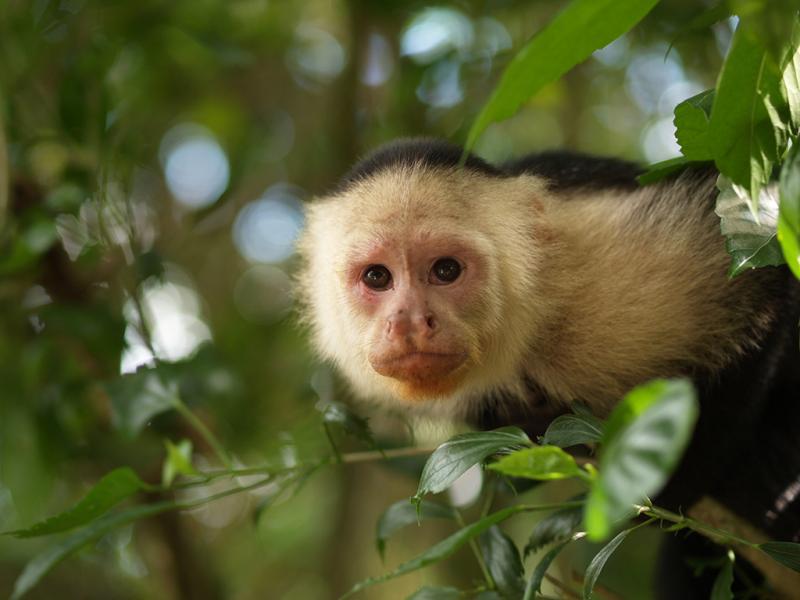La vida silvestre nos recuerda la importancia de proteger su biodiversidad.