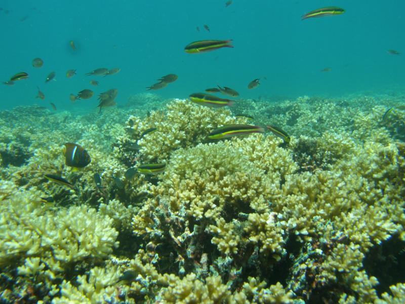 Fotografía de actividades de buceo