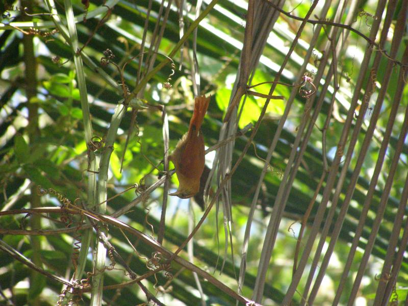 Fotografía de especies de fauna