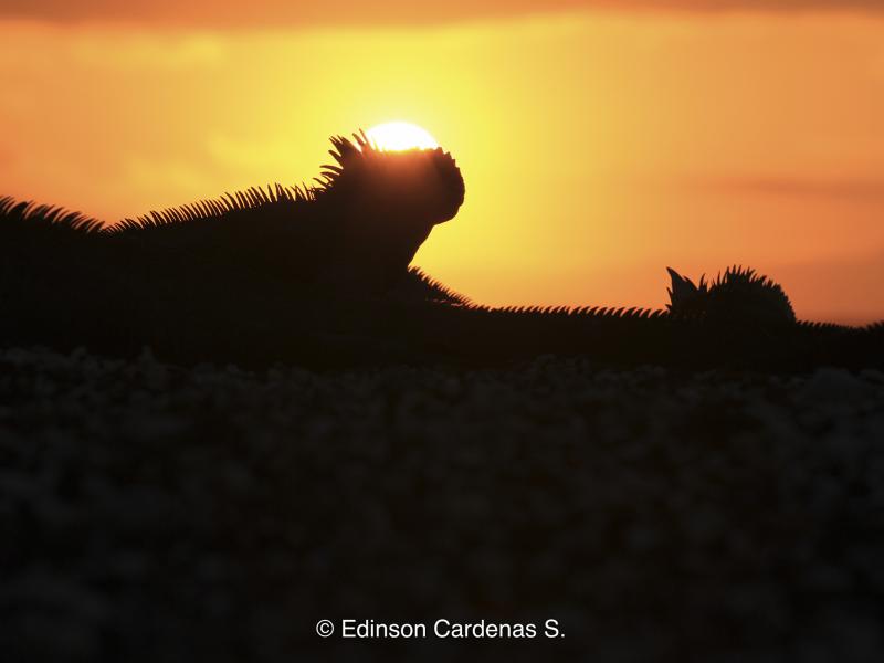 Fotografía de especies de fauna