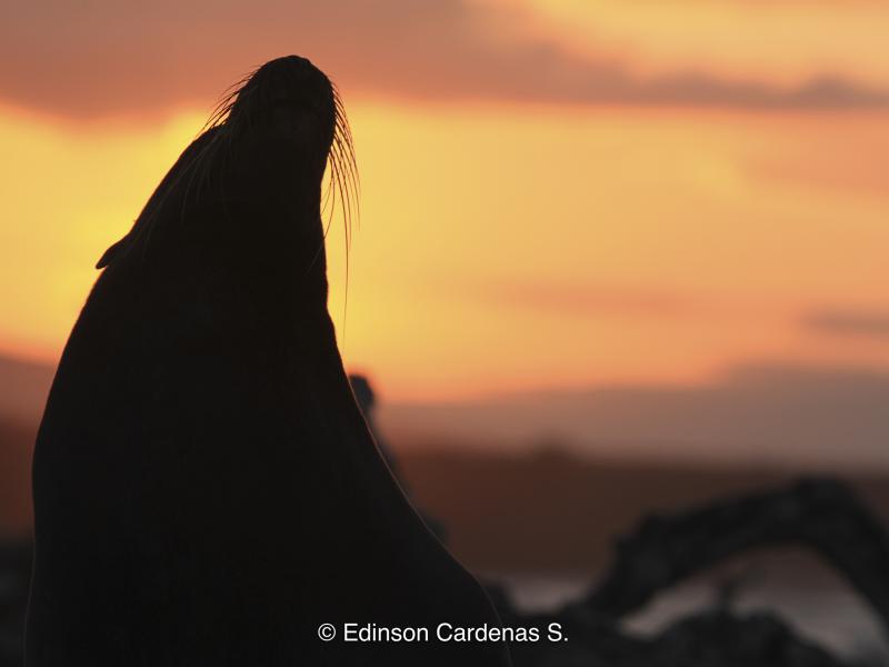 Fotografía de especies de fauna