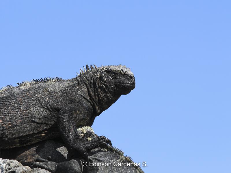 Fotografía de especies de fauna
