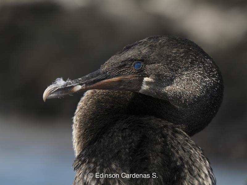 Fotografía de especies de fauna
