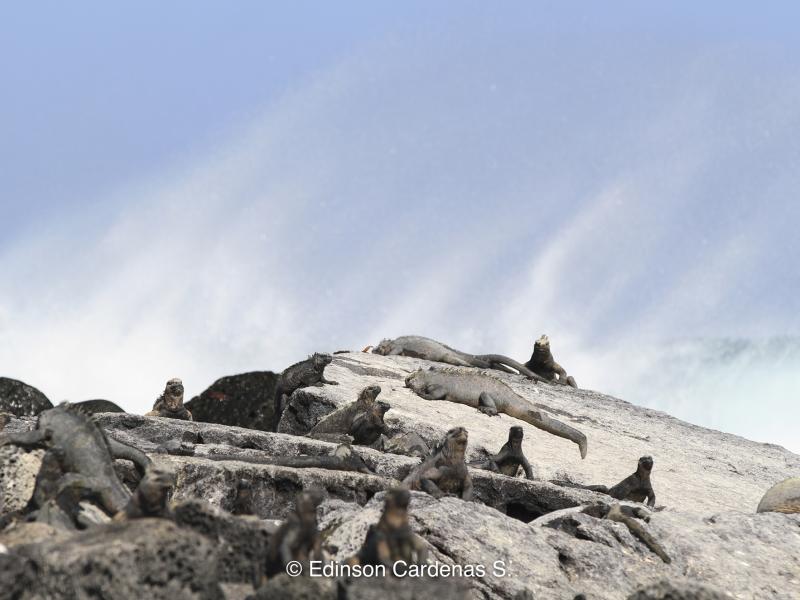 Fotografía de especies de fauna