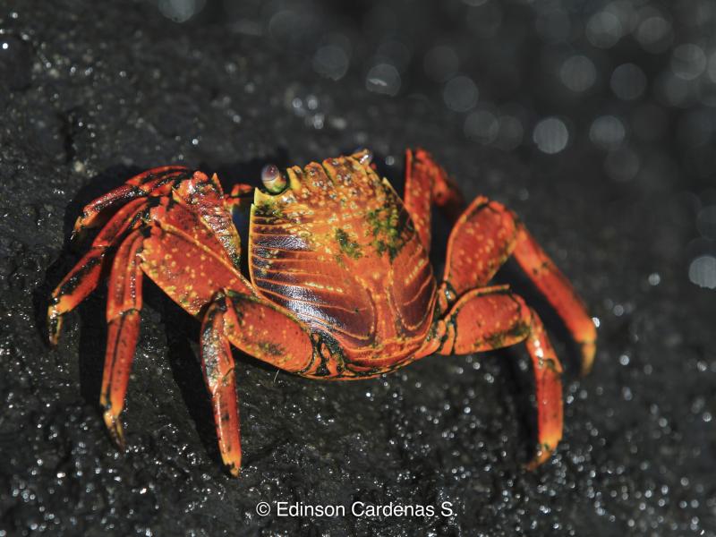 Fotografía de especies de fauna