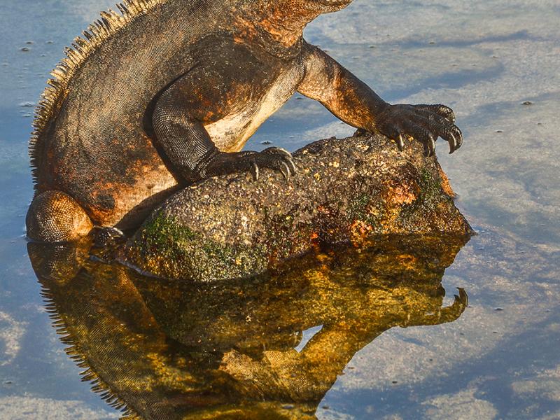 Fotografía de especies de fauna