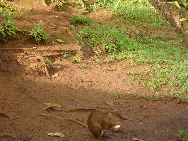 Fotografía de especies de fauna
