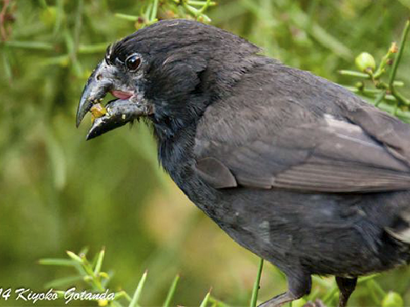 Fotografía de especies de fauna