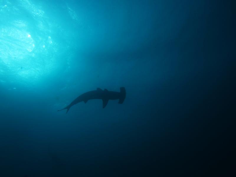 Fotografía de especies de fauna
