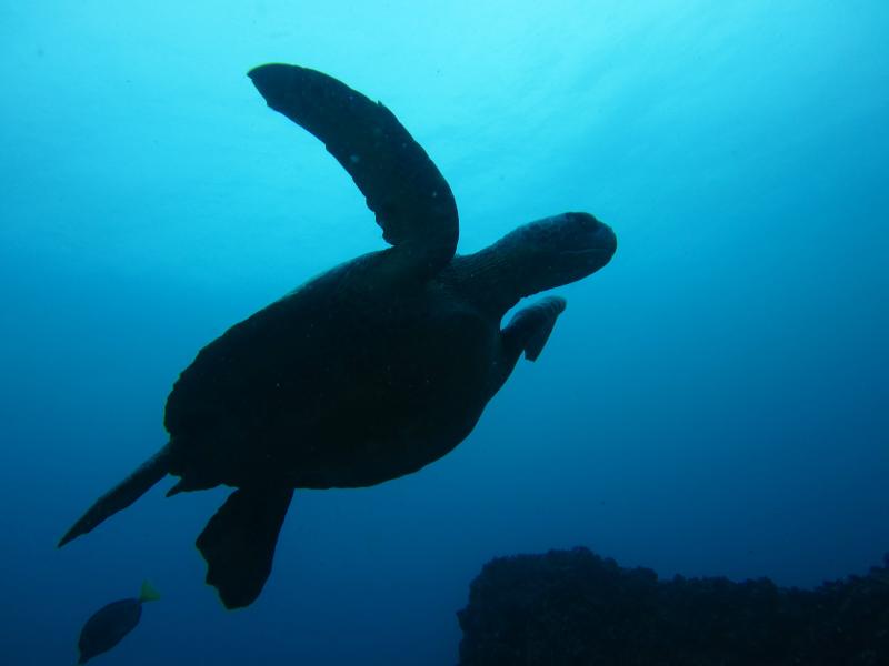 Fotografía de especies de fauna