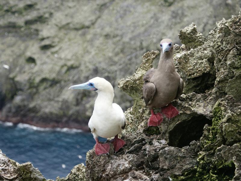 Fotografía de especies de fauna