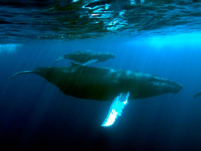 Fotografía de especies de fauna