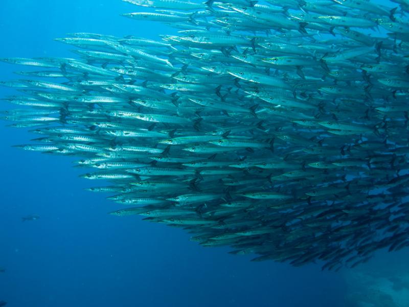 Fotografía de especies de fauna