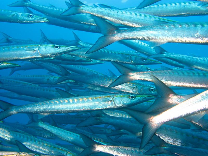 Fotografía de especies de fauna