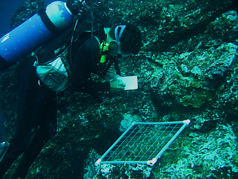 Fotografía de actividades de buceo