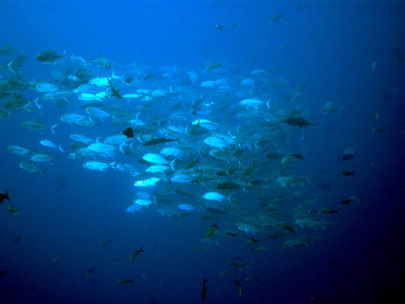 Fotografía de especies de fauna