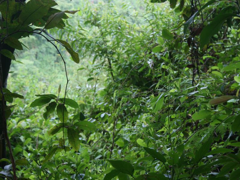 Fotografía tomada durante la Gira al Parque Nacional Coiba