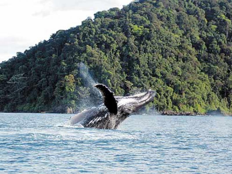 Fotografía de especies de fauna