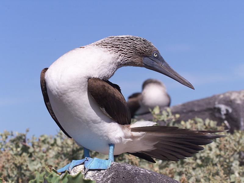 Fotografía de especies de fauna