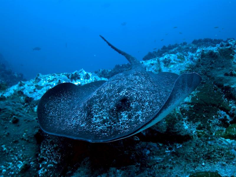Fotografía de especies de fauna