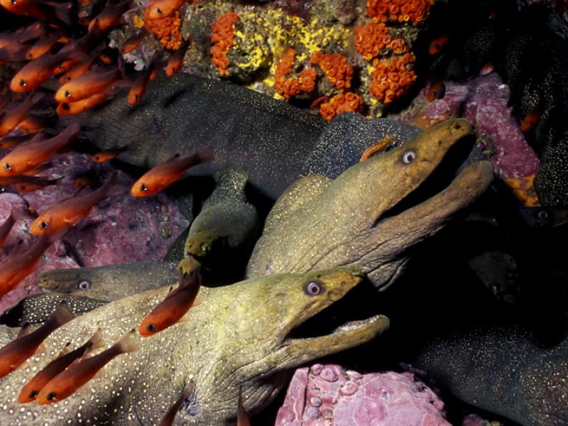 Fotografía de especies de fauna